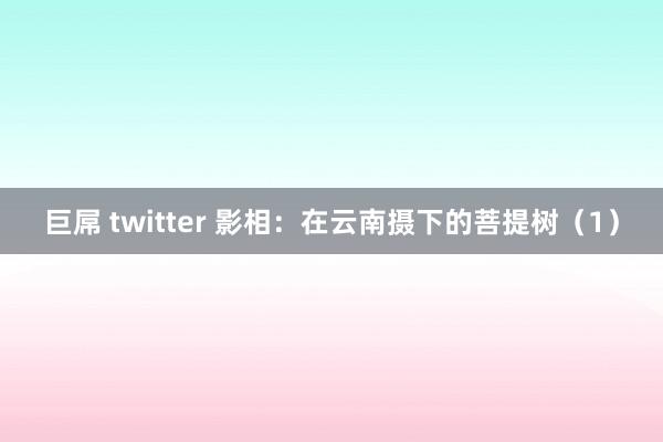 巨屌 twitter 影相：在云南摄下的菩提树（1）